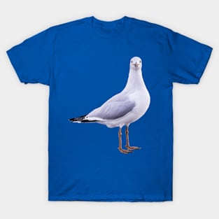 Pier Gaze: Seagull Looking Straight at You T-Shirt